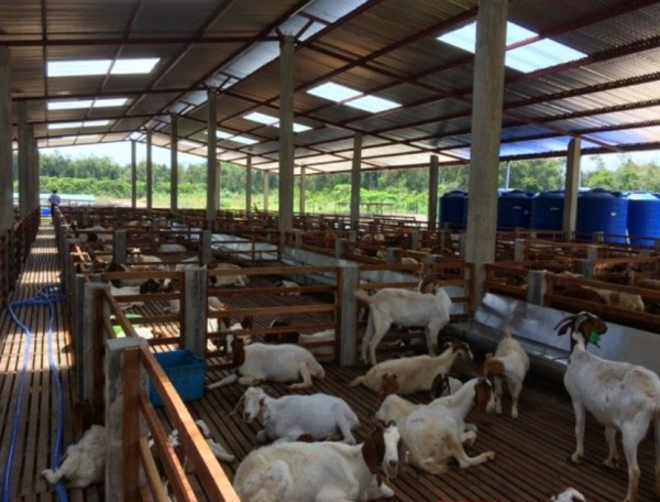 Desain Kandang Kambing Panjang